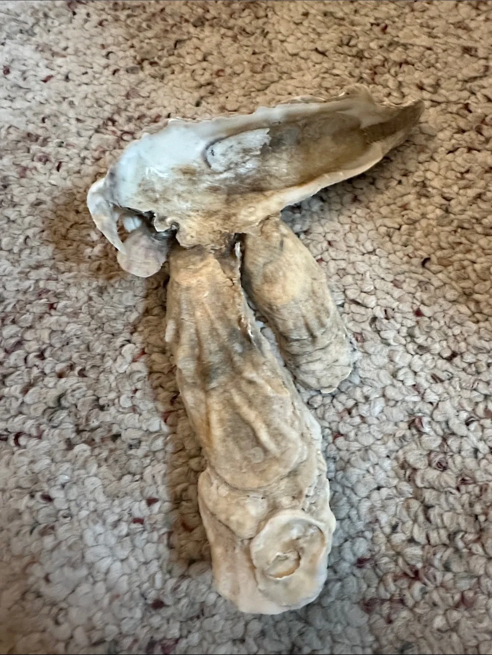 Oyster cluster